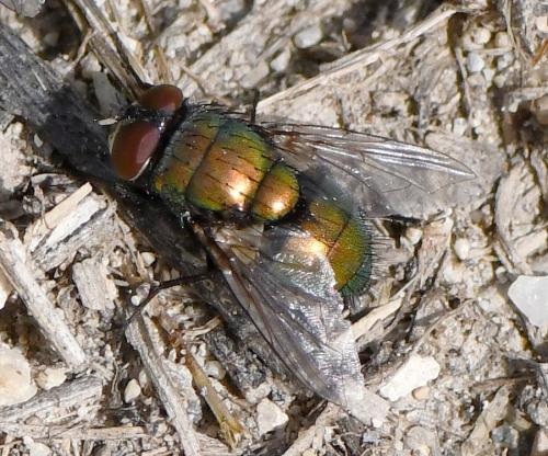 Réf. 242 018 : Lucilia sericata